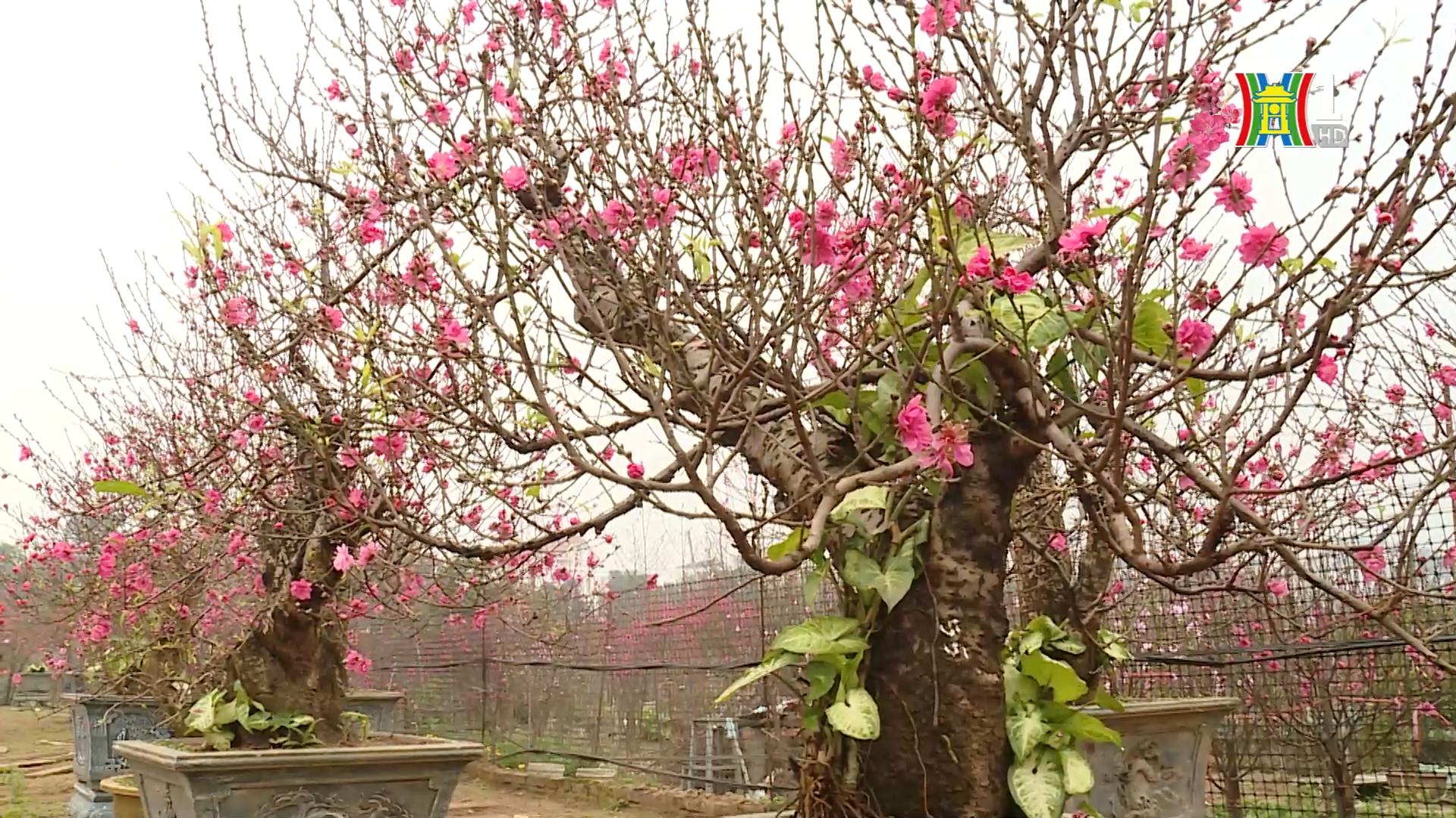 Đào Nhật Tân – giá trị làm nên thương hiệu | Mỗi xã một sản phẩm | 17/02/2026